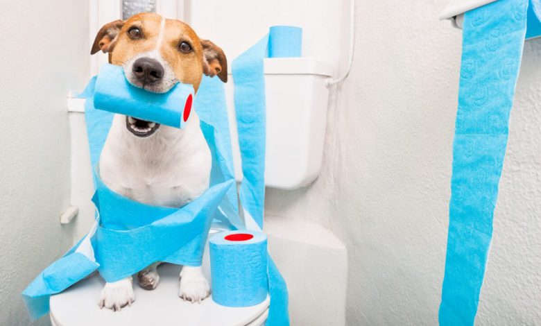 آموزش دستشویی کردن به سگها و توله سگها در آپارتمان