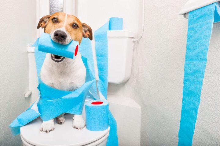 آموزش دستشویی کردن به سگها و توله سگها در آپارتمان