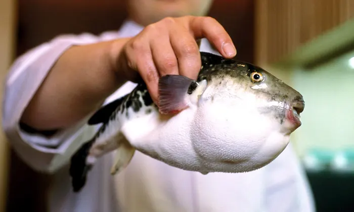 ماهی فوگو در ژاپن 